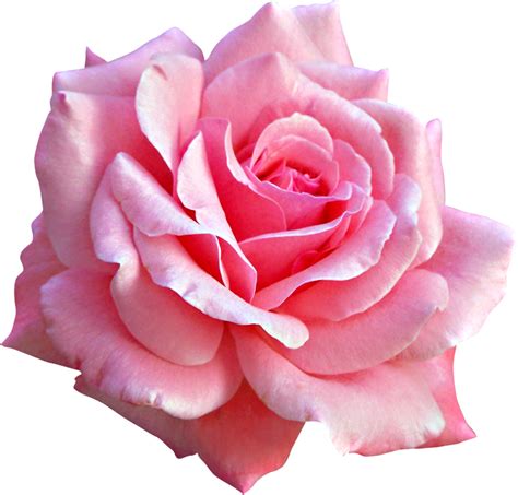 Pink Flowers Rose Rose Png Download 934894 Free Transparent Pink