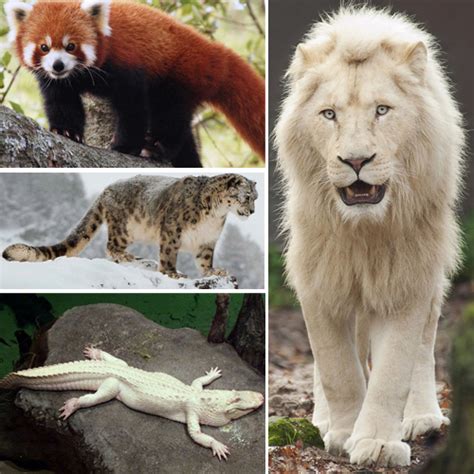 Extremely Rare Animals On Earth That People Would Be Lucky To See Once