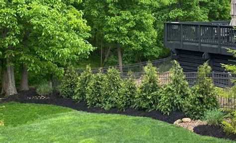 Fast Growing Privacy Trees And Tips For Planting Evergreens Heart