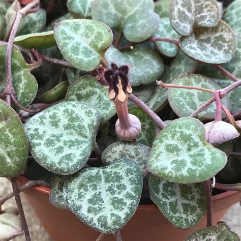 Ceropegia Woodii String Of Heartsn Coastal Succulents Cacti And Alpines
