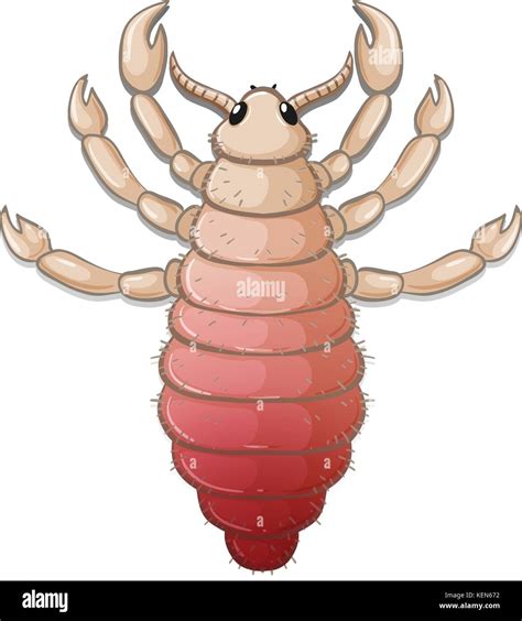 Louse Drawing Hi Res Stock Photography And Images Alamy