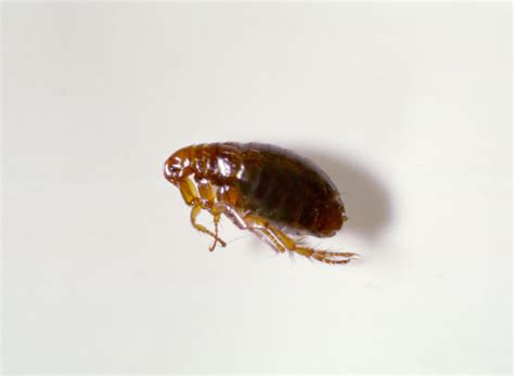 Flea Pest Control And Treatment Prep Cascade Pest Control