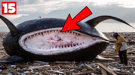 Omg 15 Strangest Things Discovered After Tsunamis Youtube