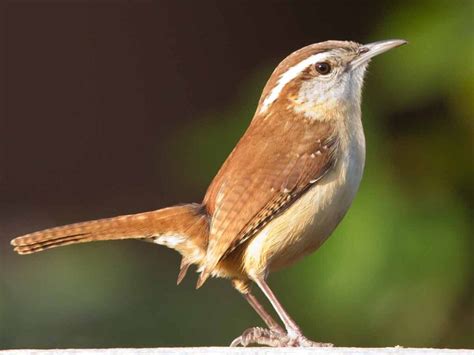 Carolina Wren Song Call Nest Diet Range Sleeping Bird Baron
