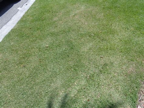 The following is a short list of some of the more common emerald zoysia is a very fine textured grass. University of Florida/IFAS Charlotte County Extension: That other turfgrass, zoysia