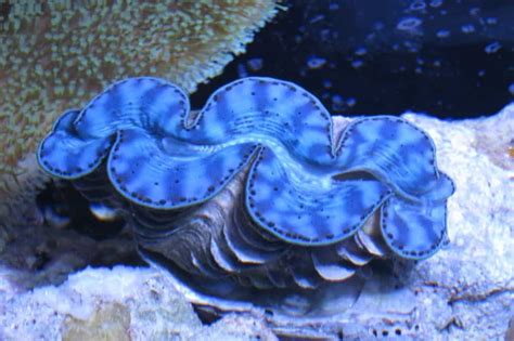 Top 6 Largest Clams In The World