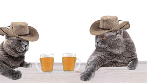 Funny Cowboy Cats Are Drinking Beer Photograph By Alexey Konovalenko