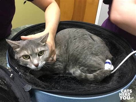 This is often seen in cats suffering from bleeding stomach ulcers. How Your Cat Takes a Blood Pressure Test - Cats Herd You