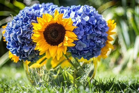 flowers, Blue, Flower, Sunflower, Bokeh Wallpapers HD / Desktop and ...