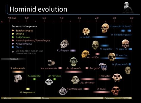 Timeline Of Hominid Evolution Visually