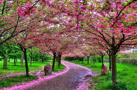 Bunga Sakura Cherry Blossoms Urban Garden