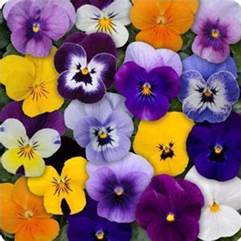 Viola Flower Garden Seeds Sorbet F1 Series Mix 100 Seeds Annual