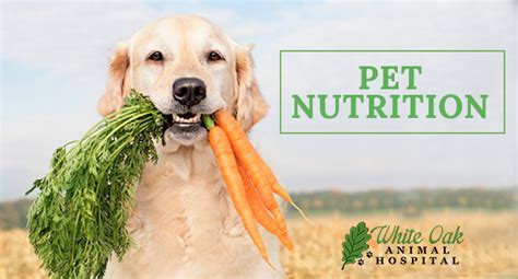 A Guide To Proper Pet Nutrition And Feeding This Is The Ultimate Pet