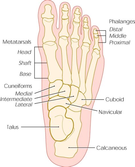 Common uses of the ishikawa diagram are product design and quality defect prevention to identify potential factors causing an overall effect. Foot Anatomy | Bones, Muscles, Tendons & Ligaments
