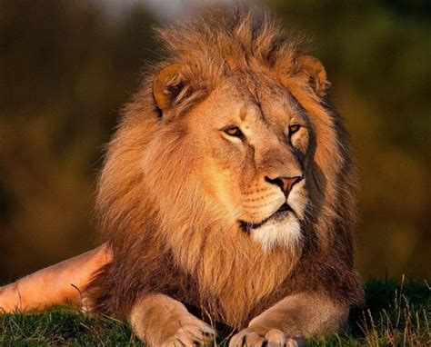 Images De Lions Animaux • Les Plus Belles Photos Par Bonjour Nature