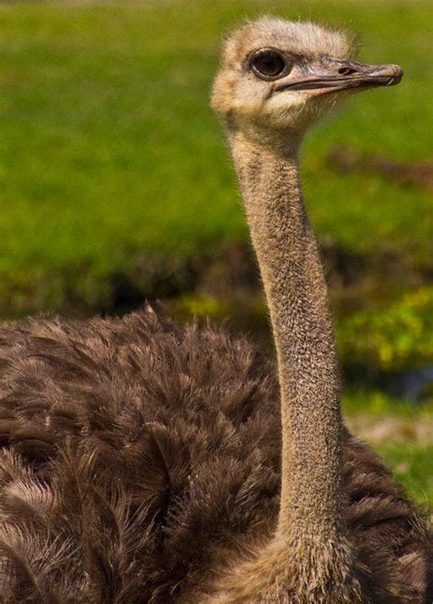 The Ostrich Is The Largest Living Bird And Second Fastest Animal In The