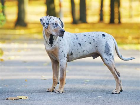 Special Tips For Taking Care Of A Catahoula Leopard Dog Herding Pups