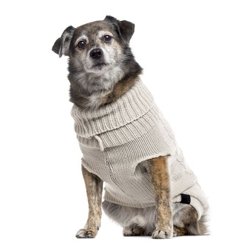 All products from puppies first shots cost category are shipped worldwide with no additional fees. Puppy Shots Cost - DogAppy