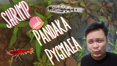 Red Cherry X Pandaka Pygmaea Diy Tank Youtube