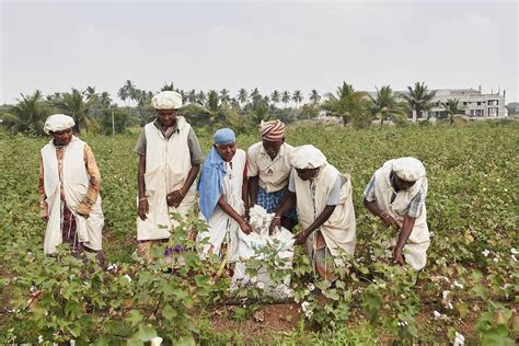 Restoring Traditional Agroecological Cotton Production In Tamil Nadu