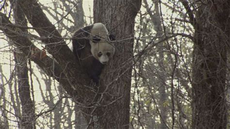 Bbc Two Wild China Land Of The Panda Mating Pandas