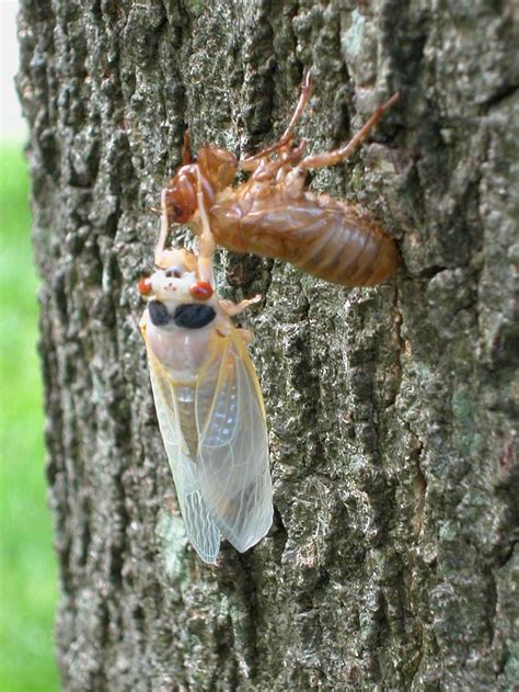14 Fun Facts About Cicadas Science Smithsonian Magazine
