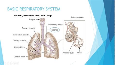 The function of the respiratory system is to provide oxygen for the process of cellular. IGCSE BIOLOGY REVISION - Syllabus 11 Gas Exchange In ...