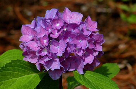 Quick look at purple color combinations in the form of chart. Learn to Change the Color of Your Hydrangeas