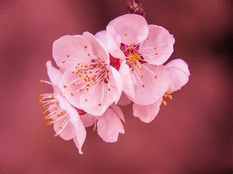 Selective Focus Photography Of Pink Cherry Blossom Flower