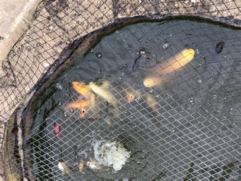 Various Pond Fish For Sale As Pond Is Over Stalked In West Drayton