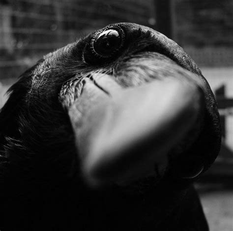 Close Up Crow Please Come Closer Crow Birds Raven