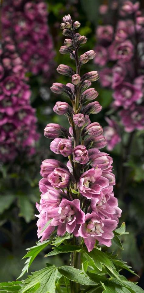 These beautiful blues can come in a variety of shades and forms. Larkspur Delphinium elatum Delphina™ Rose White Bee from ...