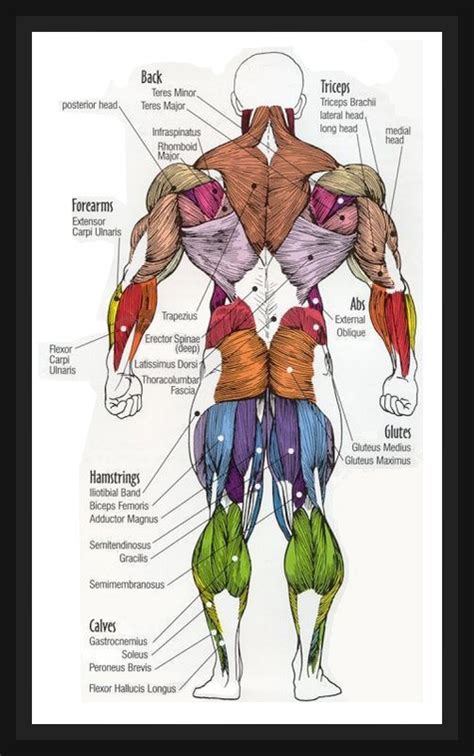 Anatomy Of Human Back