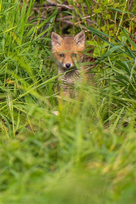 Renard Roux Vulpes Vulpes Guillaume Nioncel Flickr