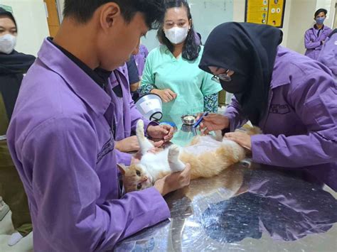 Hari Dokter Hewan Sedunia Sv Ipb Dan Pdhi Sterilkan Kucing