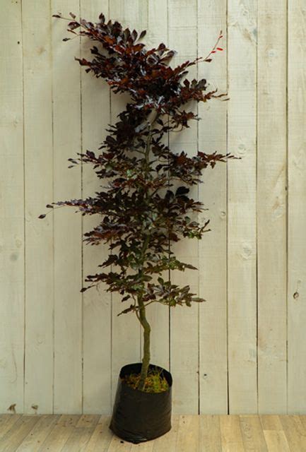 Buy Purple Or Copper Beech Hedge Bare Root 40 60cm