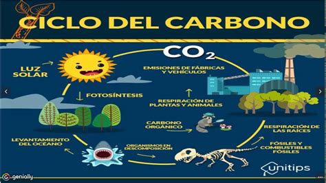 Enem O Ciclo Biogeoquímico Do Carbono Edubrainaz