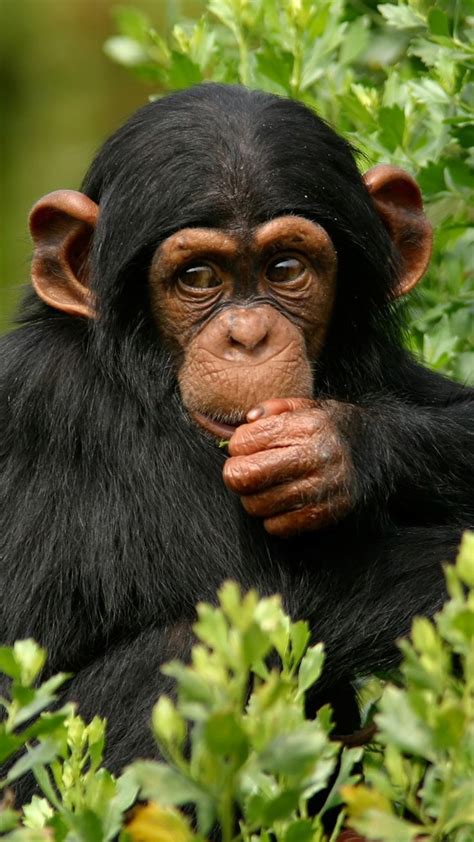 ภเгคк ค๓๏ Schimpanse Tiere Wild Süßeste Haustiere
