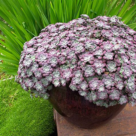 Sedum Purple Blob 14cm Succulents Garden World Nursery