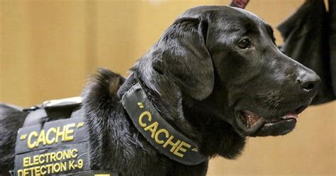 5 พันธุ์สุนัขที่นิยมนำมาใช้ในงานตำรวจ