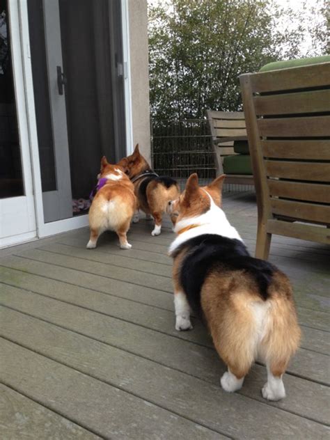 Corgi Butts Drive Me Nuts Three Corgis Official Blog