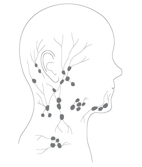 Lymph Nodes Diagram Face