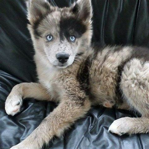 Bei seinem gentest kam aber heraus, dass er zu einem großteil husky ist und ein bisschen schäfer mit drinhat. Husky Australian shepherd mix … | Hunde, Wolfshund, Hundebabys