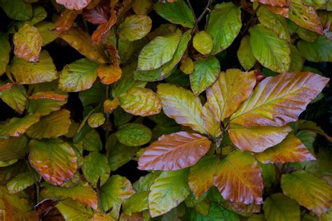 Fagus Sylvatica (Beech) 'Dawyck Purple' autumn leaves | Plant leaves, Autumn leaves, Leaves