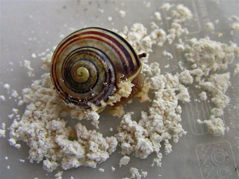 Carbaryl is a carbamate insecticide that is effective against more than 100 types of insect pests. How to Get Rid of Slugs with Diatomaceous Earth