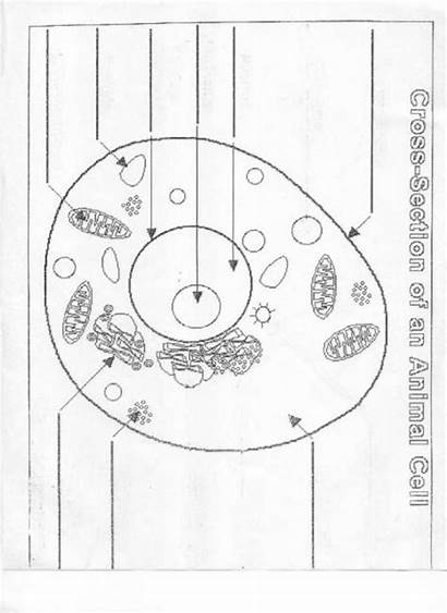 Cell Animal Blank Diagram Worksheet Coloring Biology