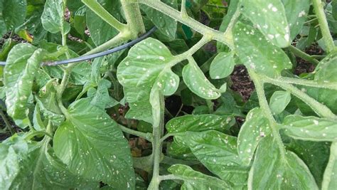 Keyword For White Spots On Tomato Seedling Leaves