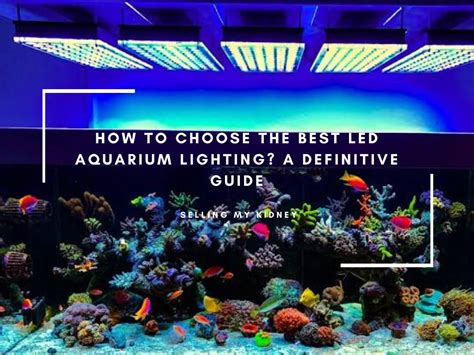 Varying light spectrum and led brightness. The Best LED Aquarium Lighting In 2020? A Definitive Guide