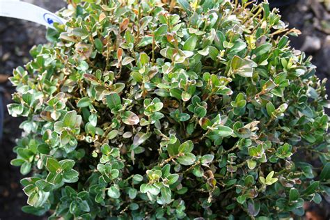 Boxwood Blight — Newgen Boxwood