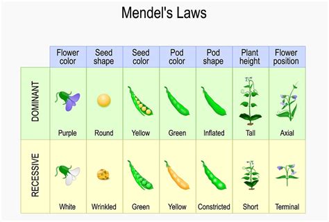Mendel S Experiment With Pea Plants Plant Ideas